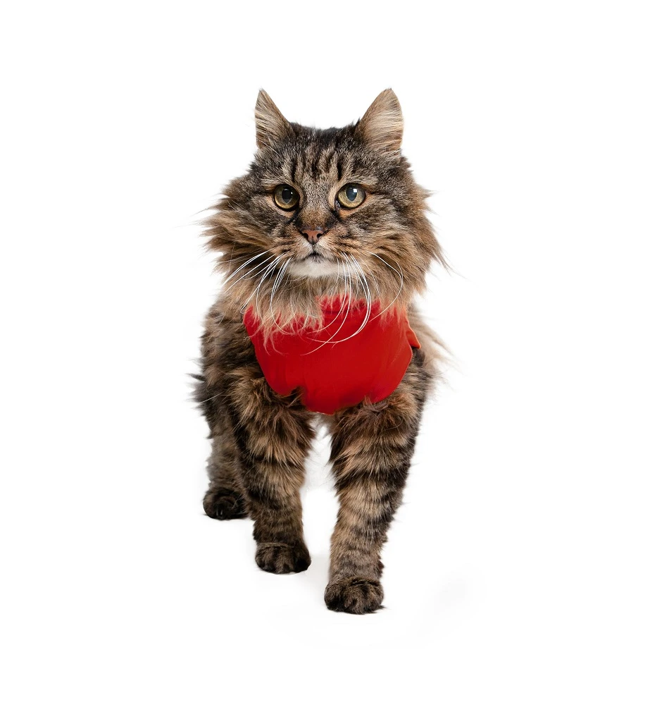 Medical Pet Shirt (Kat / Rood) 2 Medical Pet Shirt (Kat / Rood) - Afbeelding 2